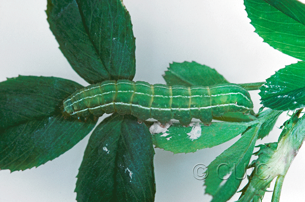 lateral view of larva Amphipyra tragopoginis on alfalfa in USA: NY