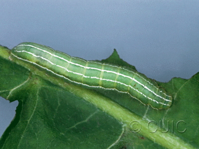 dorsal view of larva Amphipyra tragopoginis on Taraxacum