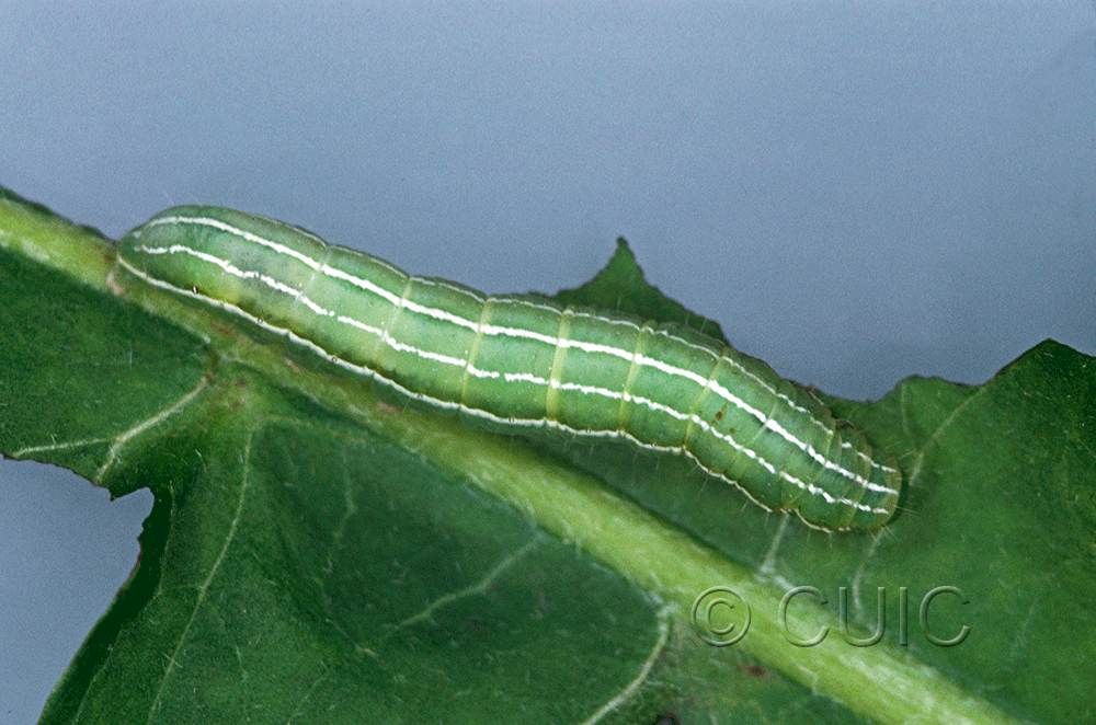 dorsal view of larva Amphipyra tragopoginis on Taraxacum