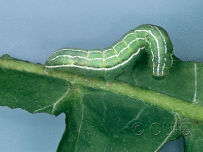 lateral view of larva Amphipyra tragopoginis on Taraxacum