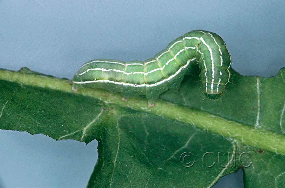 lateral view of larva Amphipyra tragopoginis on Taraxacum