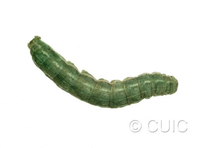 dorsal view of larva Anarta trifolii in USA: NY