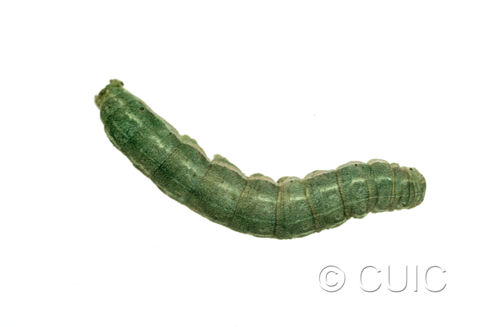 dorsal view of larva Anarta trifolii in USA: NY