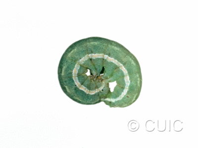 lateral view of larva Anarta trifolii in USA: NY