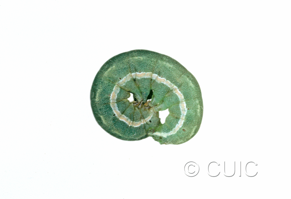 lateral view of larva Anarta trifolii in USA: NY