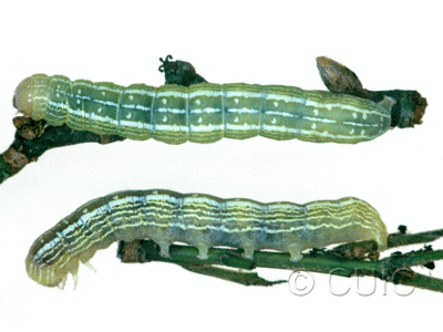 dorsal / lateral view of larva Himella fidelis on Quercus nigra in USA: SC