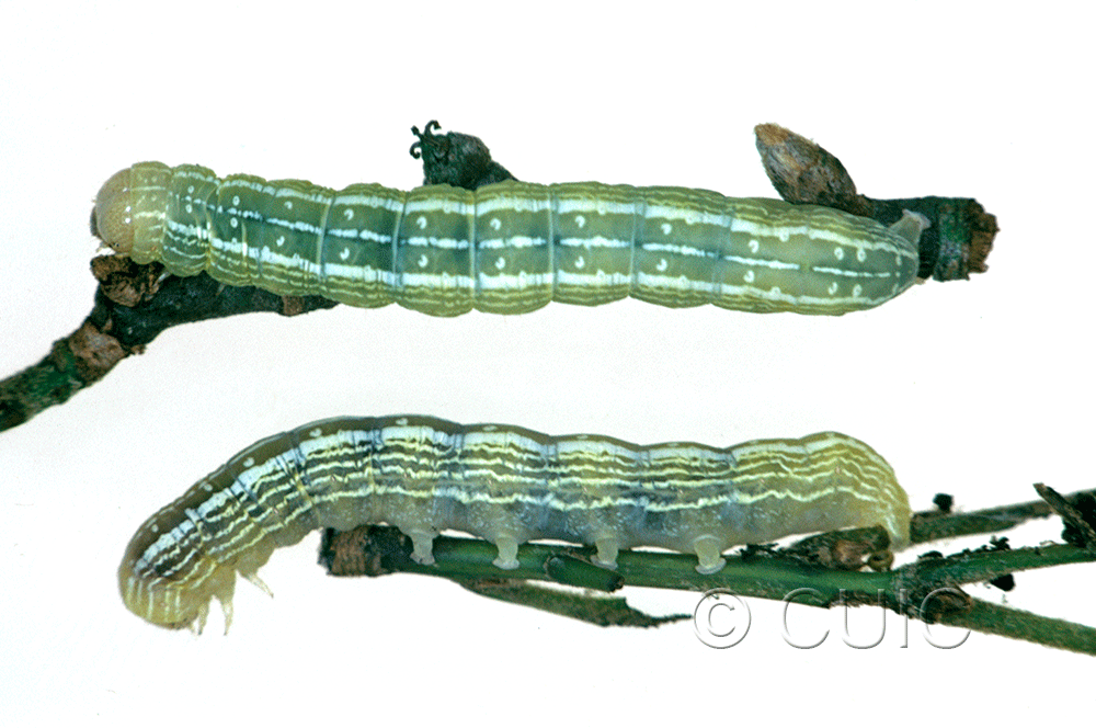 dorsal / lateral view of larva Himella fidelis on Quercus nigra in USA: SC