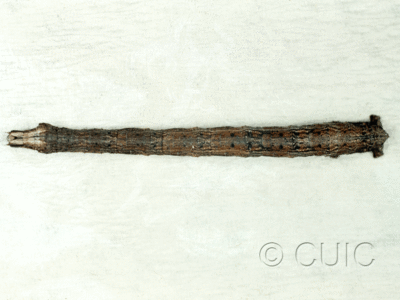 dorsal view of larva Antepione thisoaria