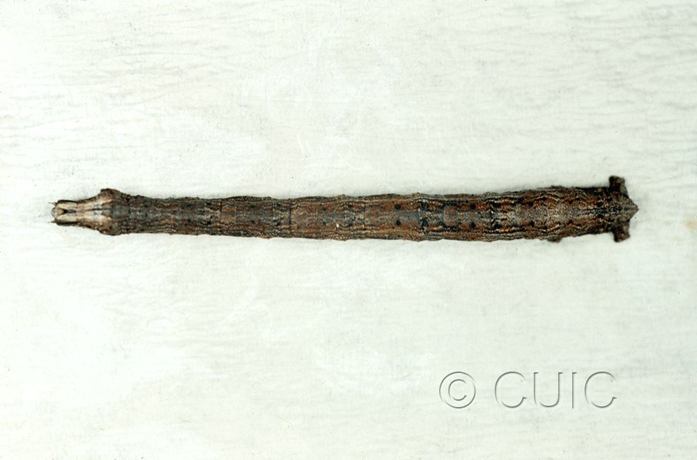 dorsal view of larva Antepione thisoaria