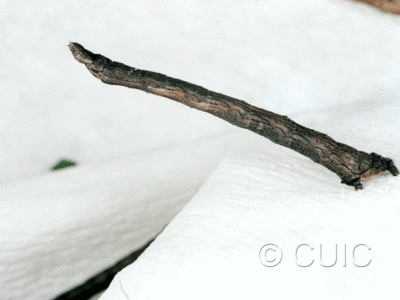 lateral view of larva Antepione thisoaria