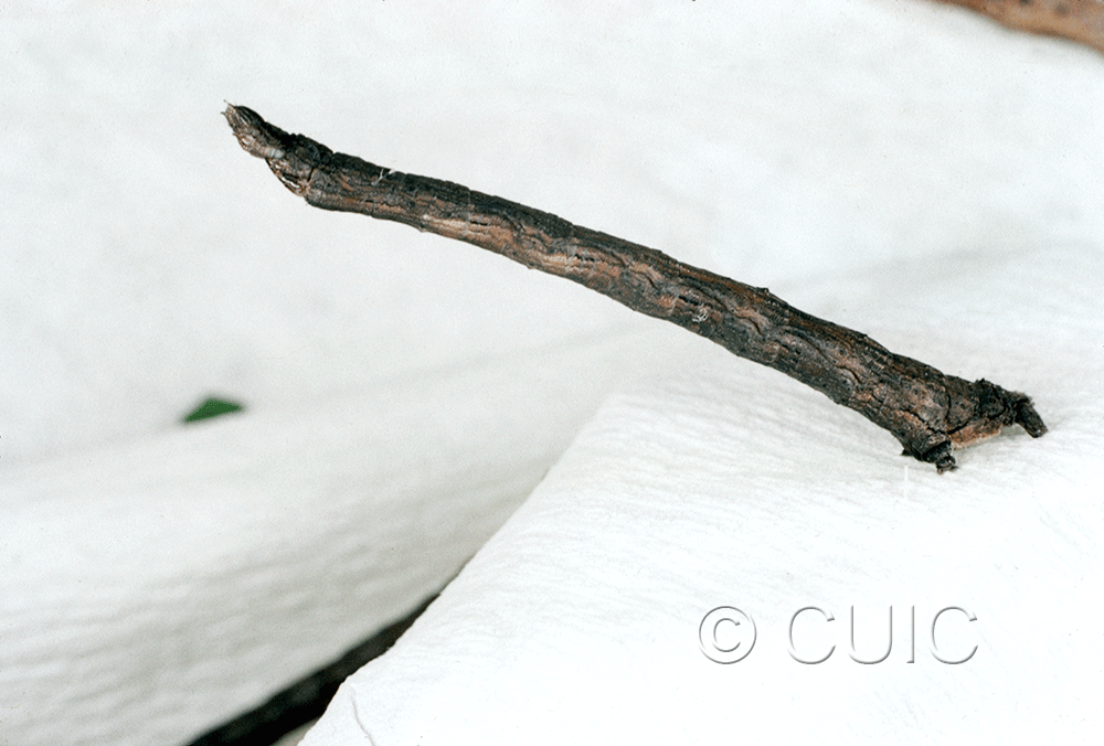 lateral view of larva Antepione thisoaria