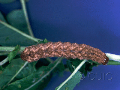 dorsal view of larva Aplectoides condita in USA: NY