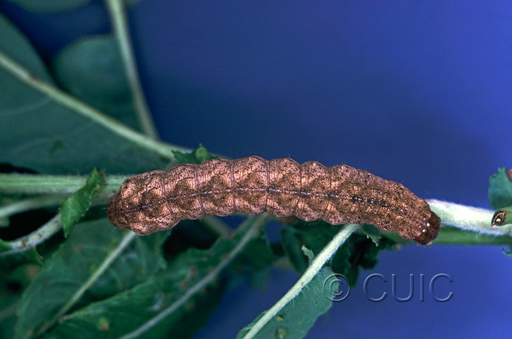 dorsal view of larva Aplectoides condita in USA: NY