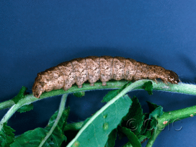 lateral view of larva Aplectoides condita in USA: NY