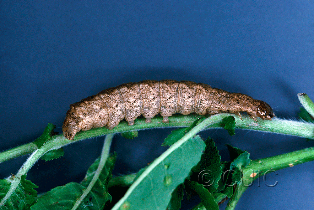 lateral view of larva Aplectoides condita in USA: NY