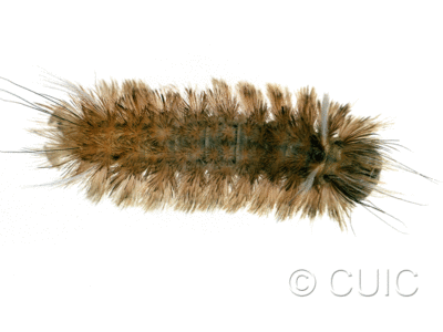 dorsal view of larva Apocrisias thaumasta on Quercus in USA: AZ