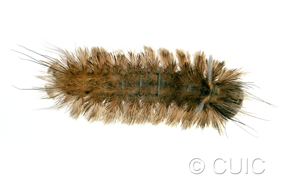 dorsal view of larva Apocrisias thaumasta on Quercus in USA: AZ