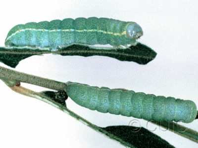 dorsal / lateral view of larva Apsaphida eremna on Quercus arizonica in USA: AZ
