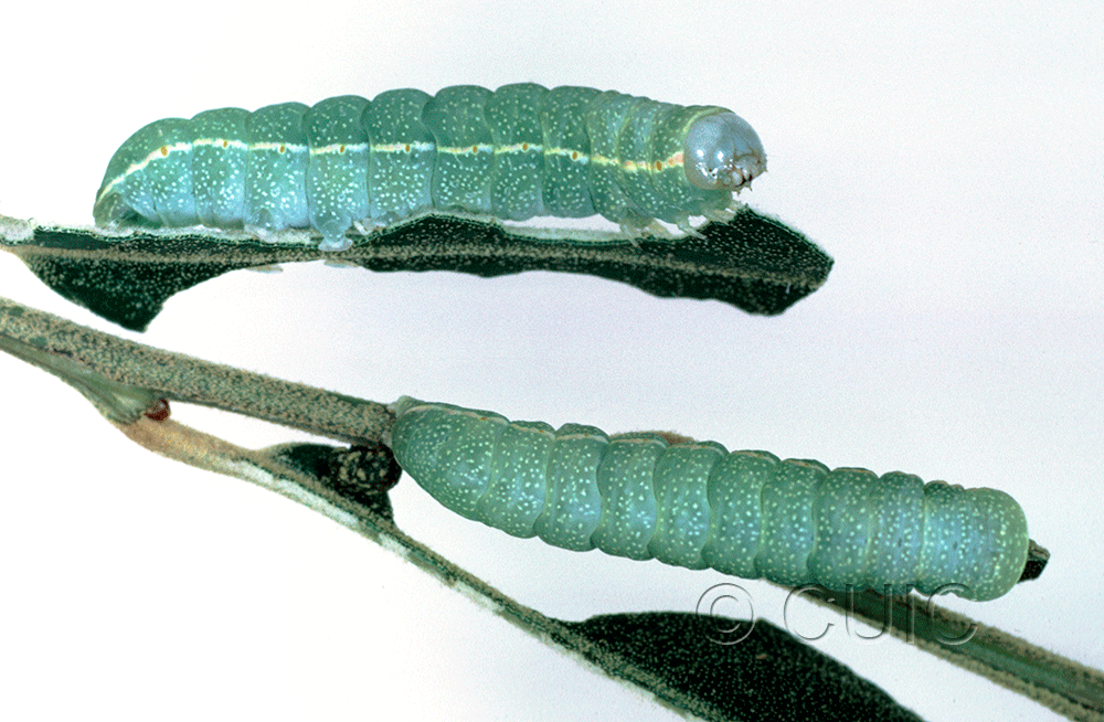 dorsal / lateral view of larva Apsaphida eremna on Quercus arizonica in USA: AZ