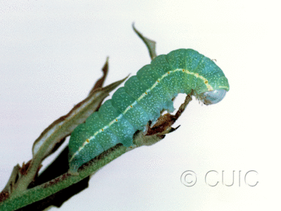 lateral view of larva Apsaphida eremna on Quercus hypoleucoides in USA: AZ