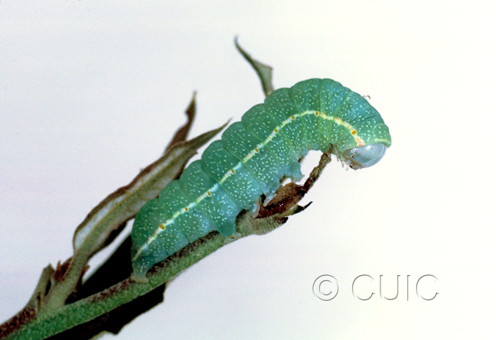 lateral view of larva Apsaphida eremna on Quercus hypoleucoides in USA: AZ