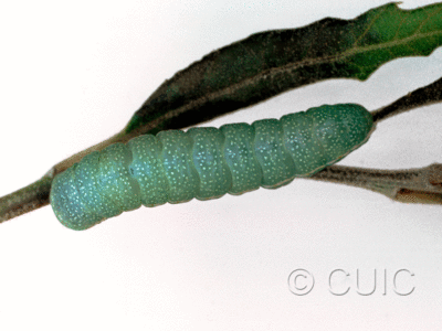 dorsal view of larva Apsaphida eremna on Quercus hypoleucoides in USA: AZ