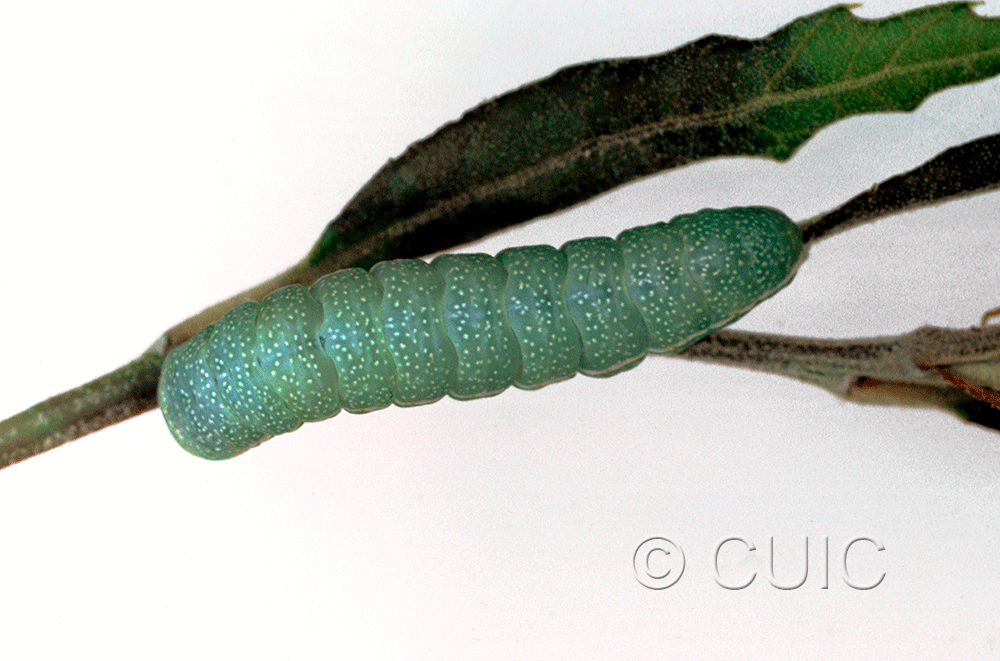 dorsal view of larva Apsaphida eremna on Quercus hypoleucoides in USA: AZ