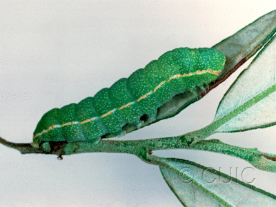 lateral view of larva Apsaphida eremna on Quercus hypoleucoides in USA: AZ