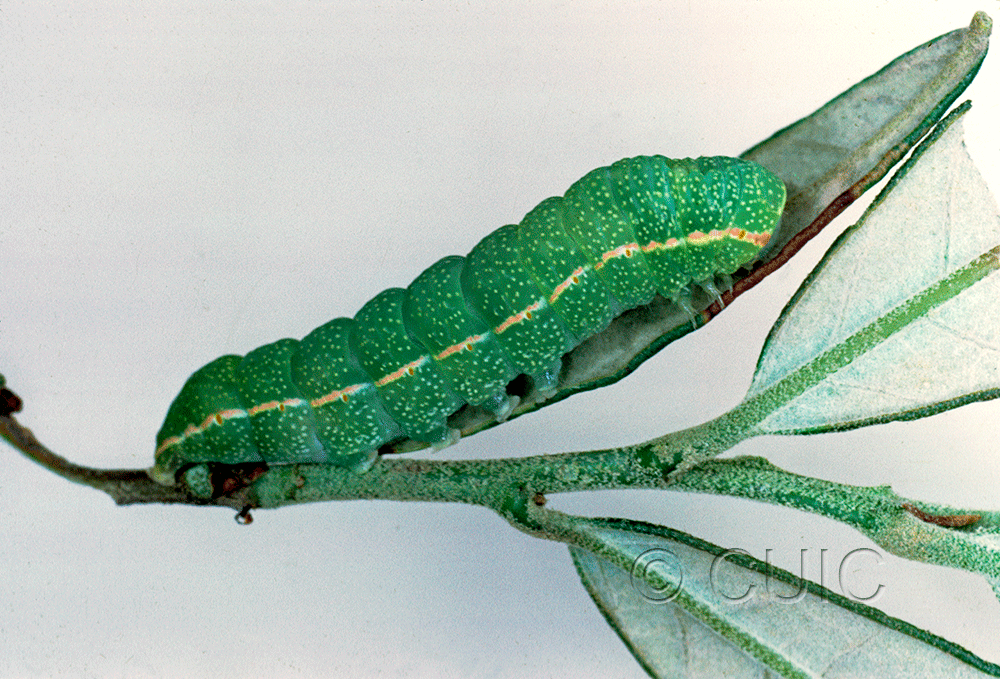 lateral view of larva Apsaphida eremna on Quercus hypoleucoides in USA: AZ