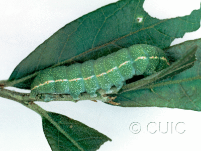 lateral view of larva Apsaphida eremna in USA: AZ