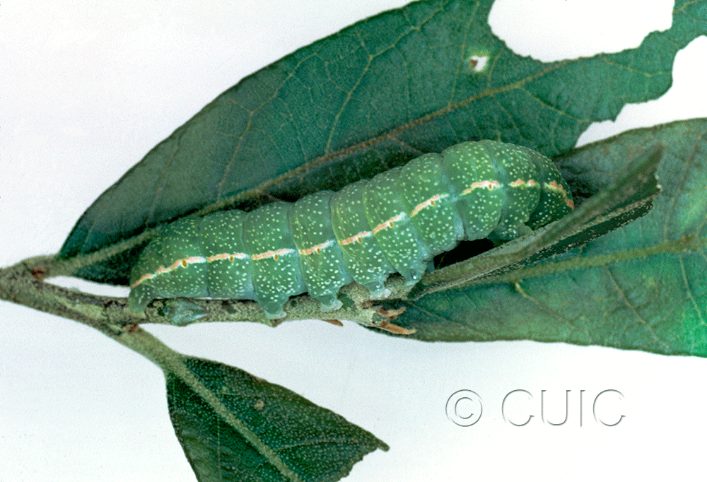lateral view of larva Apsaphida eremna in USA: AZ