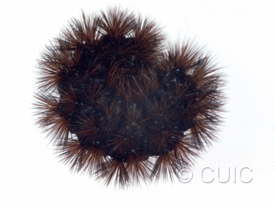 lateral view of larva Arctiine in USA: AZ