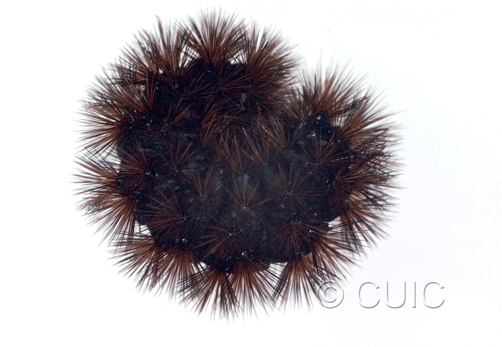 lateral view of larva Arctiine in USA: AZ