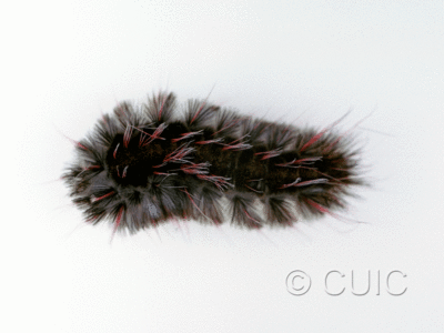 dorsal view of larva Arctiine