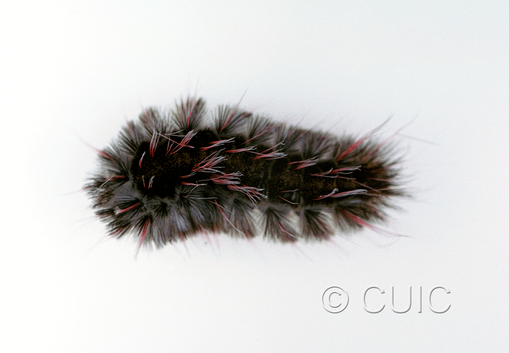 dorsal view of larva Arctiine
