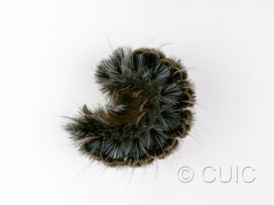 lateral view of larva Arctiine