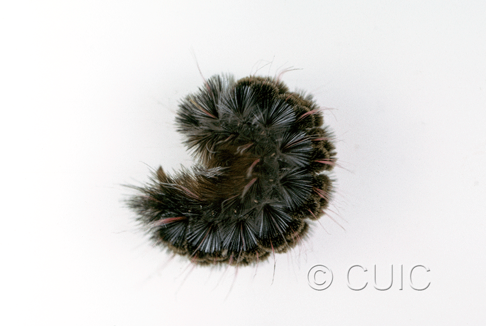 lateral view of larva Arctiine