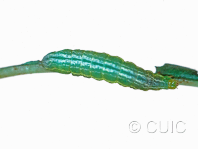 dorsal view of larva Autographa mappa on Taraxacum in USA: NY