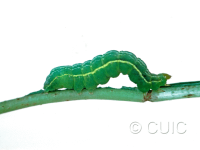 lateral view of larva Autographa mappa on Taraxacum in USA: NY