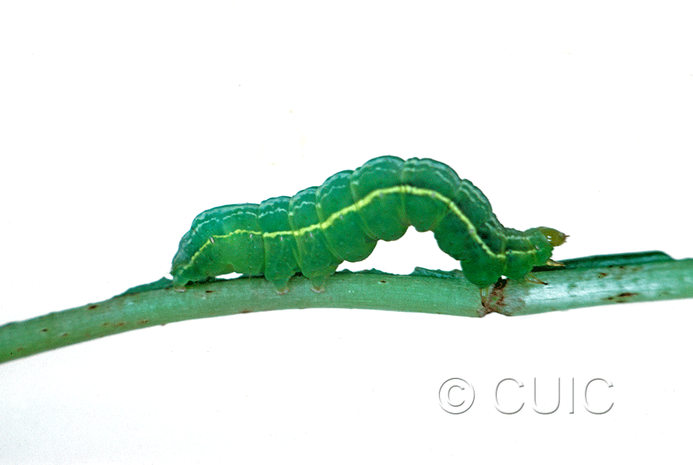 lateral view of larva Autographa mappa on Taraxacum in USA: NY