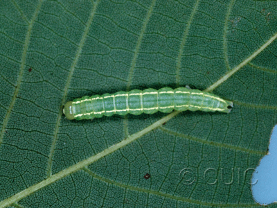 dorsal view of larva Baileya on Hickory in USA: NY