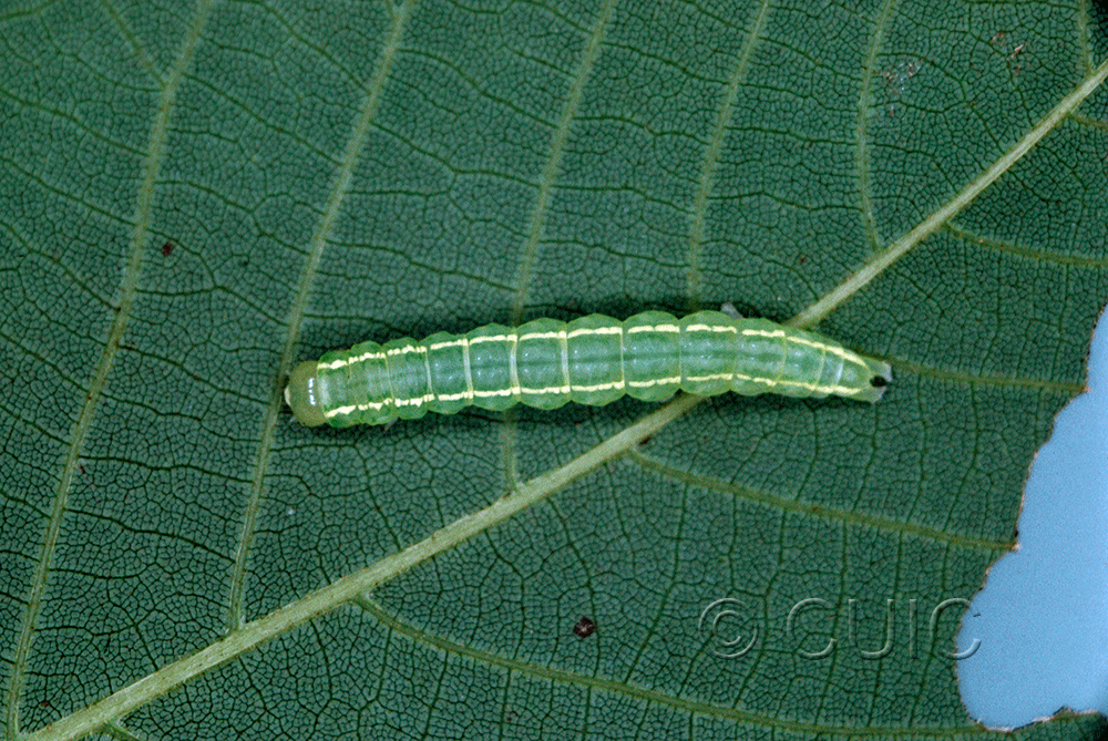 dorsal view of larva Baileya on Hickory in USA: NY