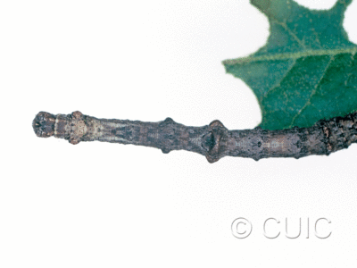 dorsal view of larva Besma in USA: AZ