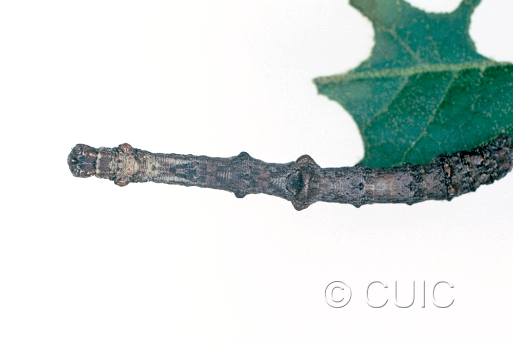 dorsal view of larva Besma in USA: AZ