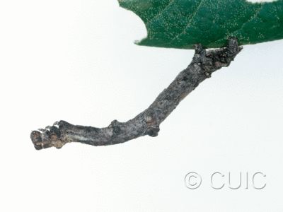 lateral view of larva Besma in USA: AZ