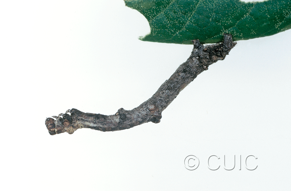 lateral view of larva Besma in USA: AZ