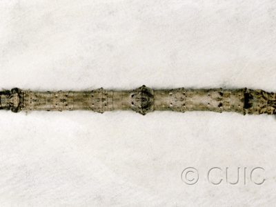 dorsal view of larva Besma quercivoraria