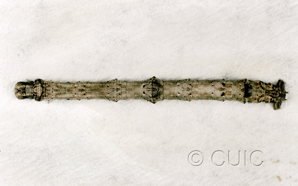 dorsal view of larva Besma quercivoraria