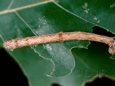 lateral view of larva Besma quercivoraria