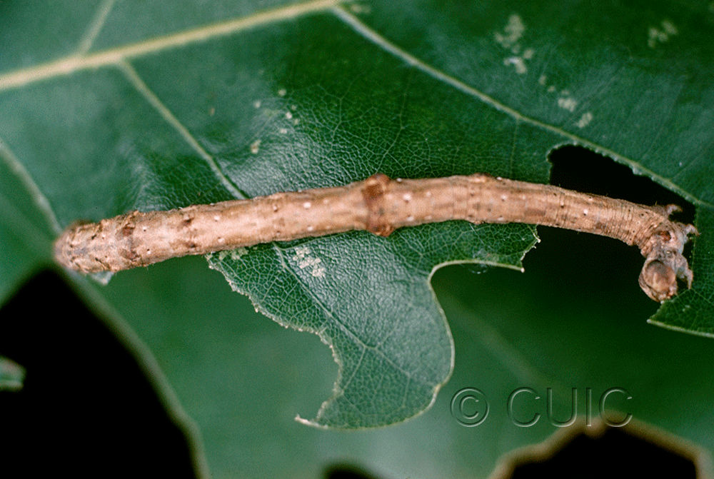 lateral view of larva Besma quercivoraria